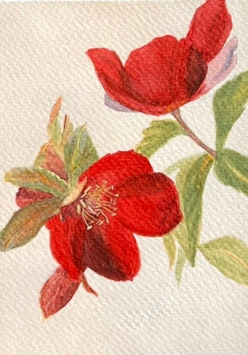 Ruby Wine